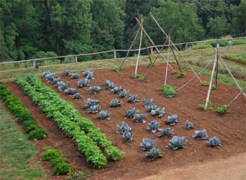 vegetable garden bed